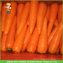 Свежая морковь горячая для продажи